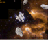Flashzooids